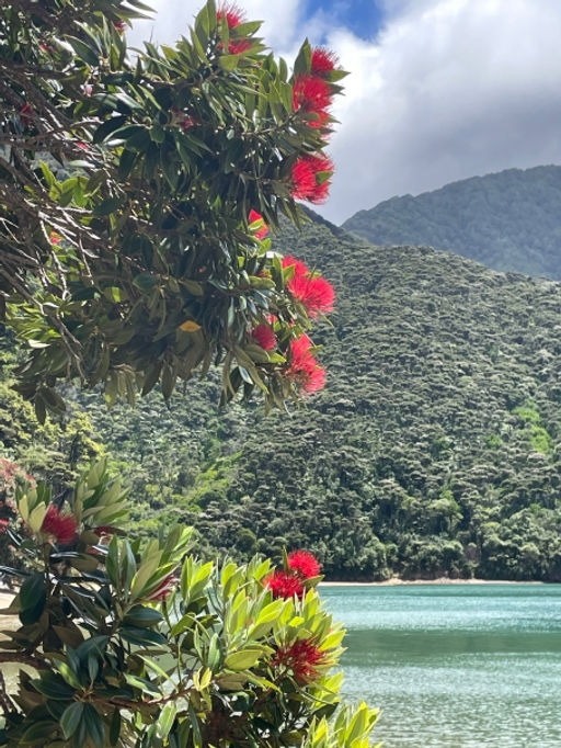Metrosideros excelsa_D’Urville Island, top of the South Island of Aotearoa-NZ_01.2024 - RE