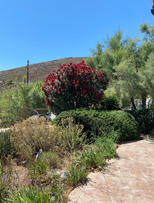 Metrosideros excelsa - Santorinii, Syros, June 2020.JPG