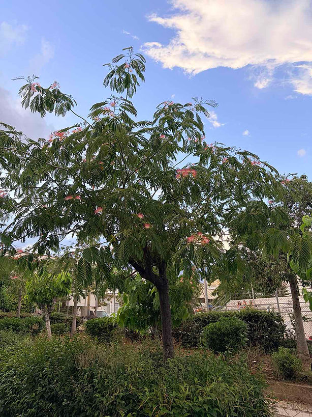 Albizzia 1.jpg