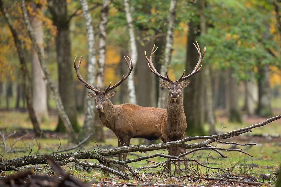 Cerf Espace Rambouillet @ Arnaud Fréminet