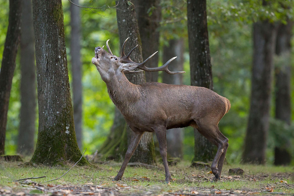 Matinale Brame du Cerf
