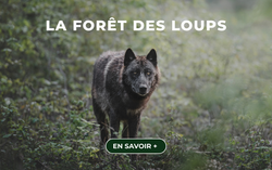 FORET DES LOUPS 