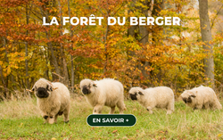 FORET DU BERGER