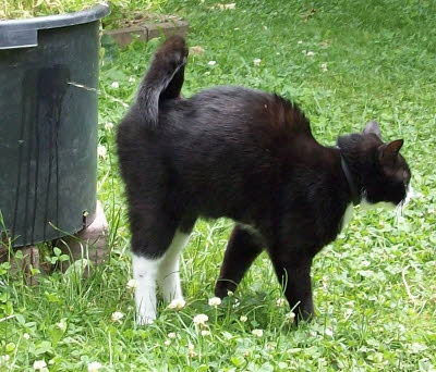 LE MARQUAGE URINAIRE CHEZ LE CHAT