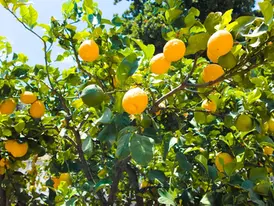O cultivo de Árvores Frutíferas em Terrenos de Casa eram muito comuns. Conheça 5 tipos