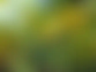 O cultivo de Árvores Frutíferas em Terrenos de Casa eram muito comuns. Conheça 5 tipos
