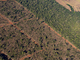 Sema embarga 1,86 milhão de hectares por crimes ambientais de 2019 a 2024