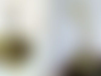 Cultivo de Abacate pela semente, dicas