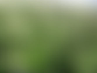 Pulses ganham força como terceira safra e prometem rentabilidade maior que milho e soja em MT
