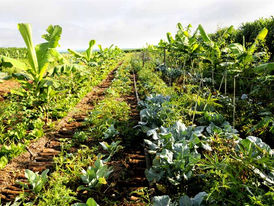Agricultura Sintrópica prezando pela Produtividade, Saúde e Bem-Estar