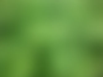 Manjericão: para que serve, propriedades e como usar