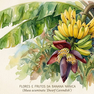 a casca da banana concentra minerais e fibras que muitas vezes superam os valores encontrados apenas na polpa.