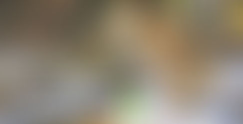 Você Sabia que o Arquétipo 
Real do Brasil é a Onça?