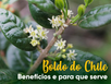 todos os benefícios do Chá de Boldo de Chile? Físico, mental, emocional, espiritual