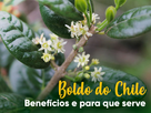 todos os benefícios do Chá de Boldo de Chile? Físico, mental, emocional, espiritual
