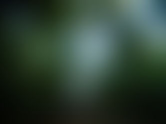 Semana do Meio Ambiente debate importância da floresta para economia e bem estar