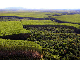 Mapa quer 2 milhões de hectares a mais de florestas em até 10 anos