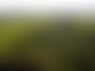 Mapa quer 2 milhões de hectares a mais de florestas em até 10 anos