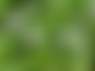 Quais espécies de plantas conseguem filtrar a água?