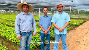 Juara avança no cultivo do Café e viabiliza mudas à produtores da Agricultura Familiar