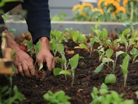 Micróbios encontrados na terra tem ação similar a antidepressivos