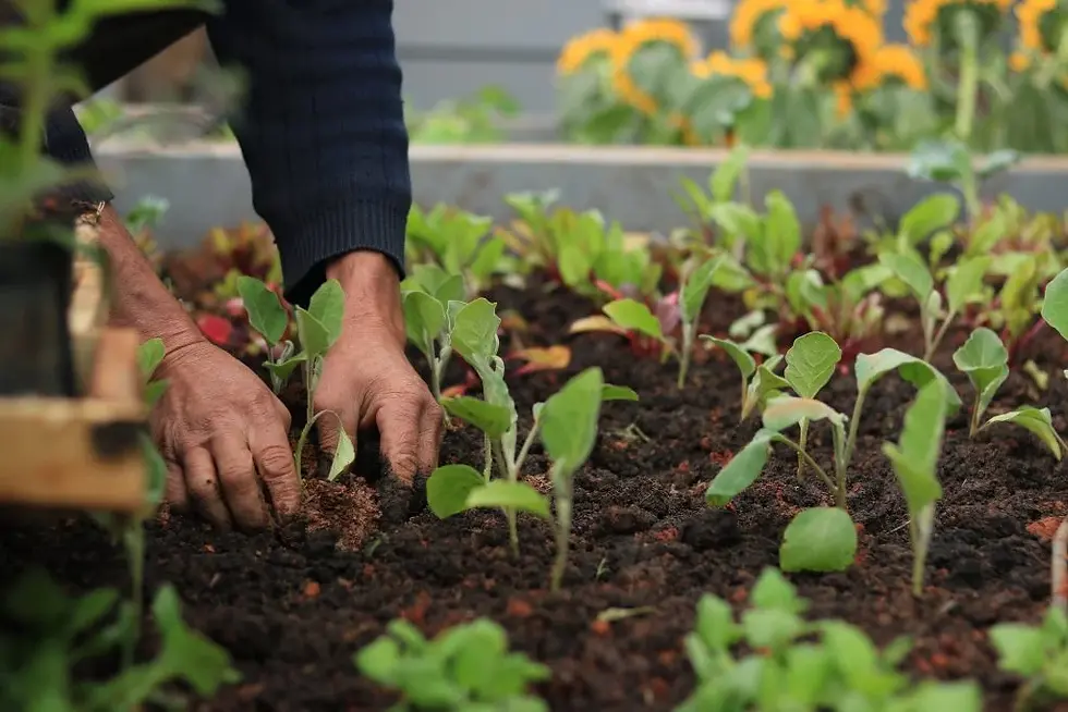 Cultivando a Vida e a Terra. Foto: Foto: Brenda Amaral