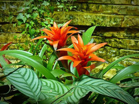 As 5 plantas MAIS EFICIENTES para purificar o ar da sua casa