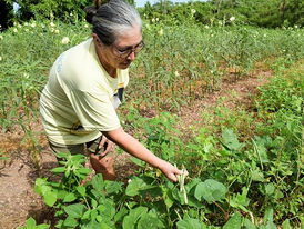 Comissão Senado do Futuro debaterá a reforma agrária no Brasil