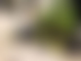 Projeto no oferece coleta de lixo orgânico por assinatura
