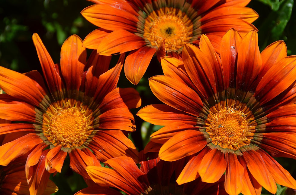 Flor - Crédito (Blog Feng Shui)