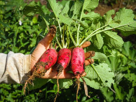 Alimentação, Nutrição, Desenvolvimento é Vida