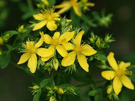 Propriedade fitoenergética do Hipérico