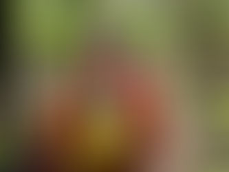 Governo de MT proíbe uso do fogo para limpeza e manejo de áreas no Pantanal até 31 de dezembro