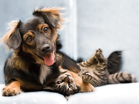 Carrapato em cachorro remédios naturais eficazes