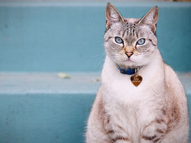 Conheça as causas mais comuns da Icterícia em gatos