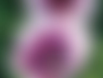 Flores: Anêmona, características significado e cultivo