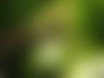 As florestas do leste e nordeste da Amazônia abrigam exemplares com mais de 80 metros de altura