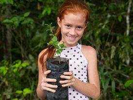 Série mostra como agricultores estão lucrando mais plantando florestas