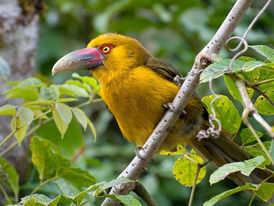 Publicado decreto que confirma entrada do Brasil no Protocolo de Nagoia