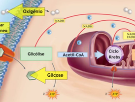 Mitocôndrias são as organelas responsáveis pela Respiração Celular