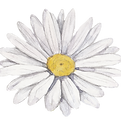 Fleur blanche