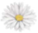 White Flower
