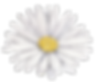 White Flower