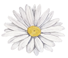 白い花