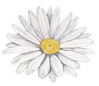 白い花