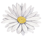 Witte bloem