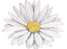White Daisy Illustration