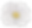 White Flower
