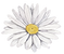 White Flower