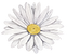 White Flower